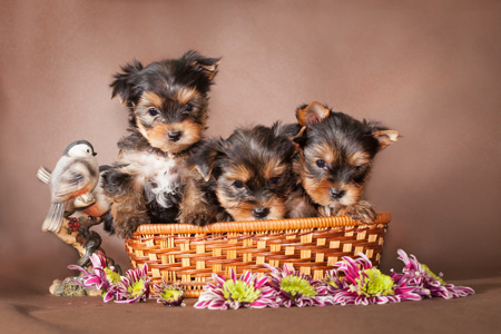 cindy, hubers, dog, breeder, yorkies, puppies, for, sale, MICHAEL R FRANKE dog breeder, puppies, pups, MICHAEL R FRANKE breeder, usda, inspected, inspection, records, for sale